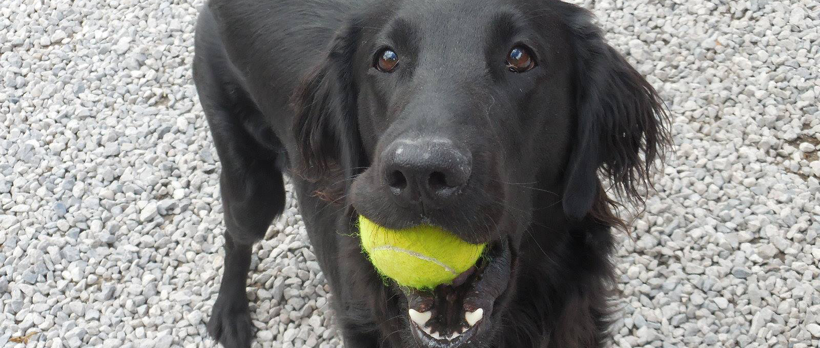 Cow Hill dog kennels