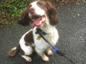 Cow Hill Dog Kennel Haighton Preston Lancashire