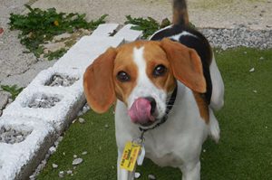 dog kennel feeding