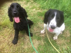 Cow Hill Kennels dog walk