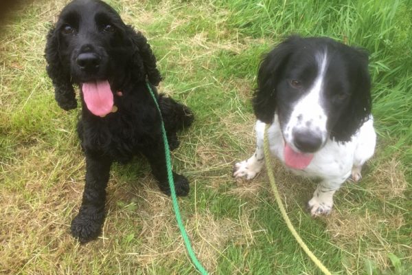 Cow Hill Kennels dog walk