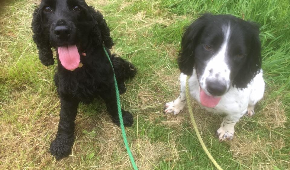 Cow Hill Kennels dog walk