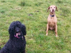 Cow Hill Kennels Boarding