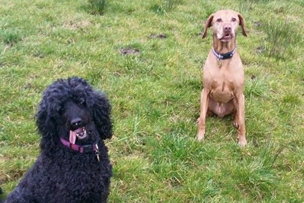 Cow Hill Kennels Boarding