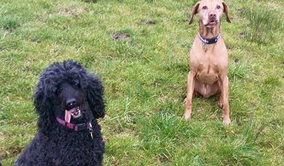 Cow Hill Kennels Boarding