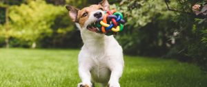 Doggy Day Care Preston, Lancashire