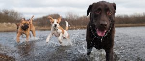 Doggy Day Care Preston, Lancashire