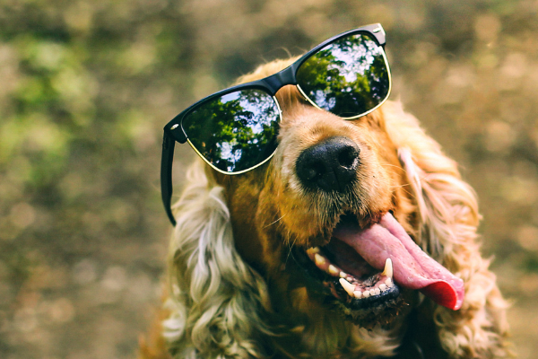 Keeping you pooch cool during summer