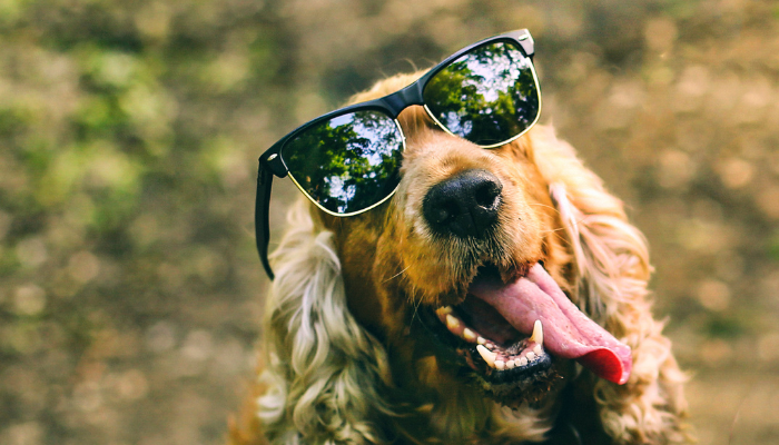 Keeping you pooch cool during summer