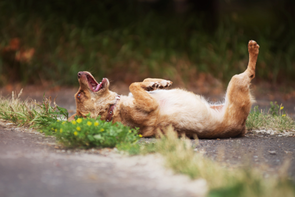 7 summertime dog dangers - keep your dog safe in summer
