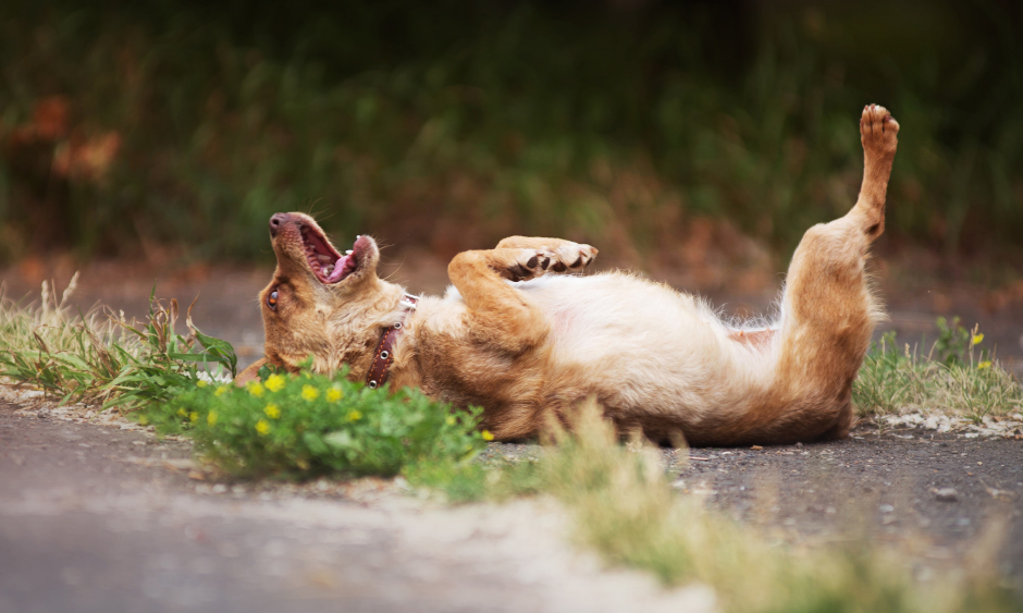 7 summertime dog dangers - keep your dog safe in summer