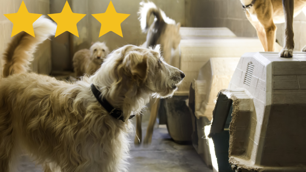 New 3 star rating for Cow Hill Kennels and Cattery