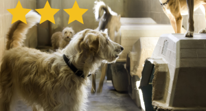 New 3 star rating for Cow Hill Kennels and Cattery