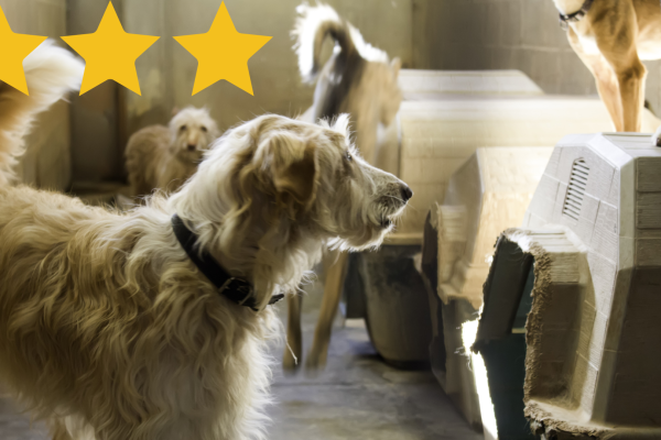 New 3 star rating for Cow Hill Kennels and Cattery