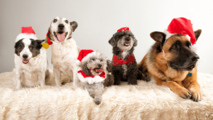 Cow Hill on safe Christmas food for dogs