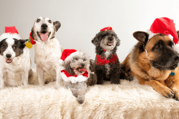 Cow Hill on safe Christmas food for dogs