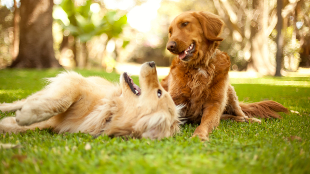 Happy dog, healthy dog say Cow Hill Kennels