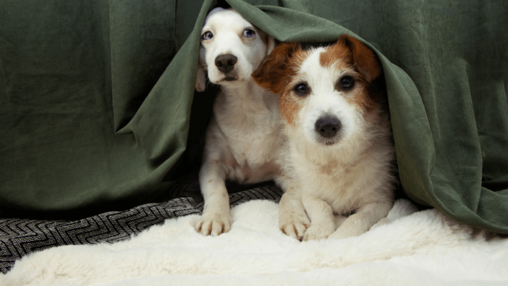 Dogs hiding from fireworks