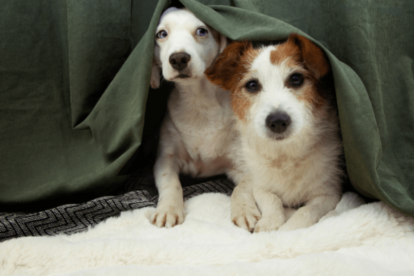 Dogs hiding from fireworks